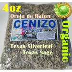 El Cenizo, planta el cenizo, Oreja de raton : Texas silver leaf, Texas sage, 